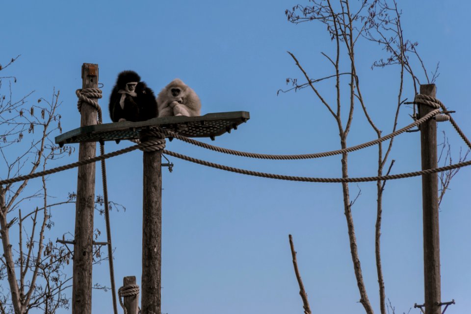 Irel, Fota wildlife park, Carrigtwohill