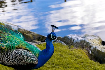 Irel, Fota wildlife park, Carrigtwohill