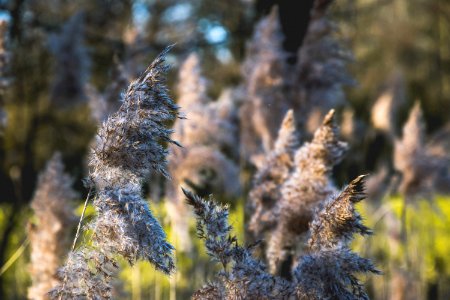 Eindhoven, Netherland, Reed photo