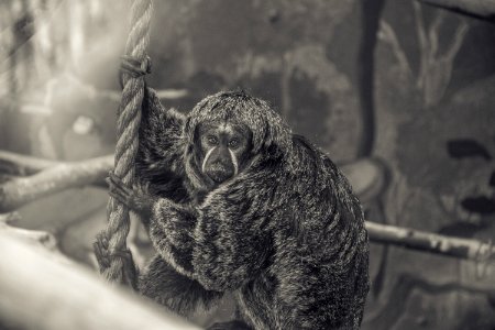 Fota wildlife park, Carrigtwohill, Irel