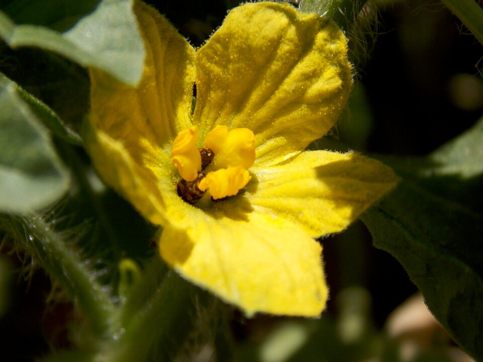 Food vegetable plant