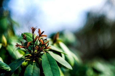 Rhododendron, Botanical, Green