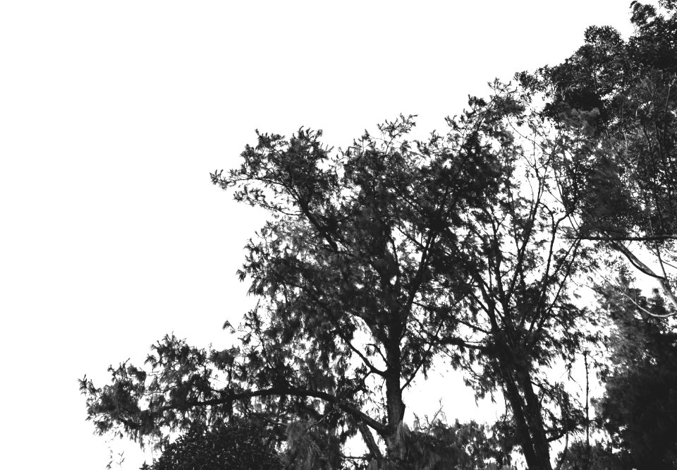 Nature, Black  white, Forest