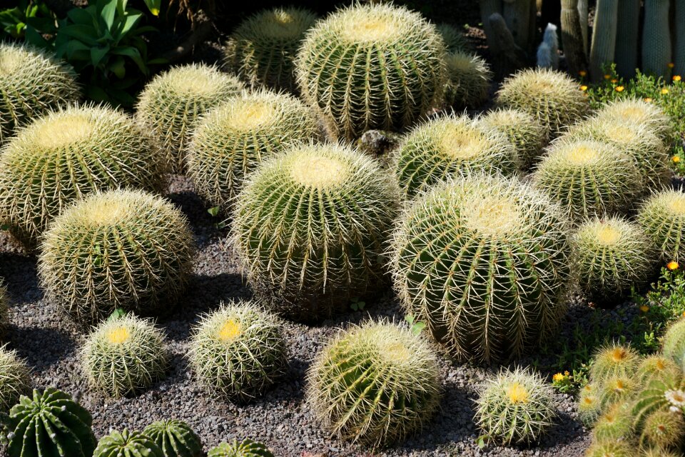 Plant botanical garden überlingen