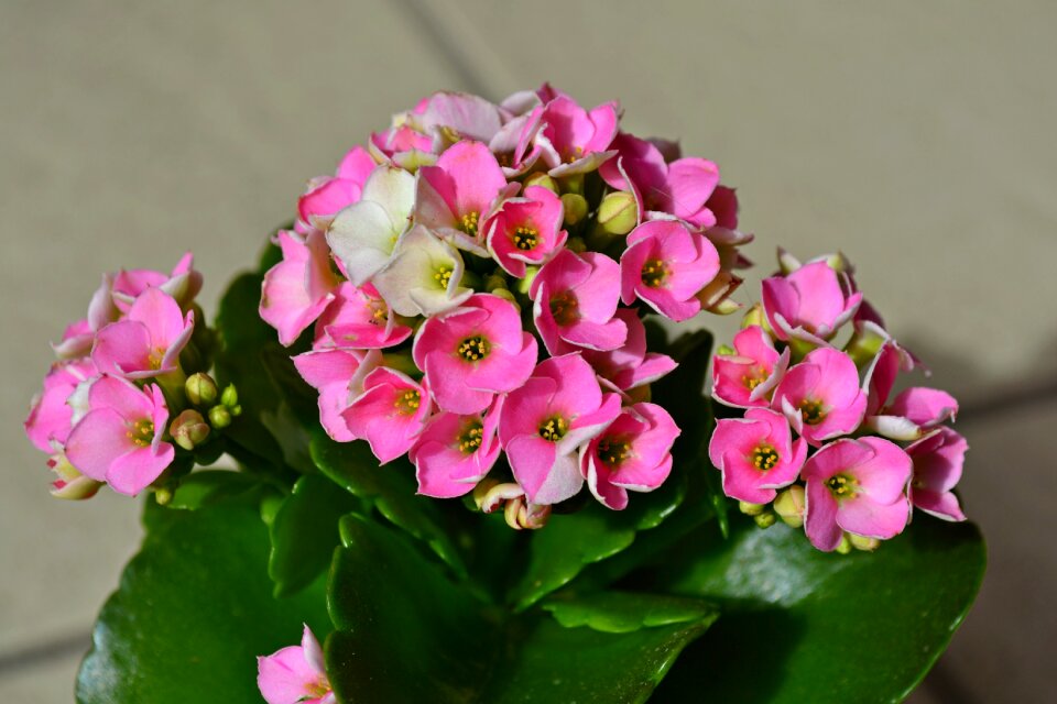 Pink pot plant petals