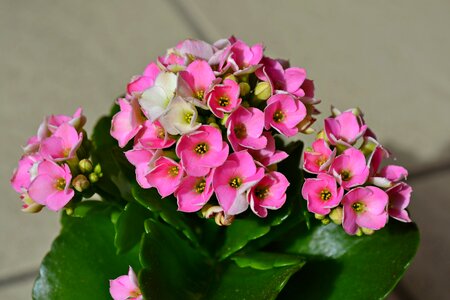 Pink pot plant petals photo