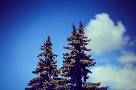 Canon, Summer, Tree