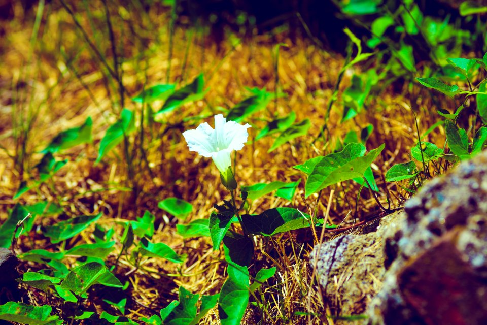 Love, Forest, Grass
