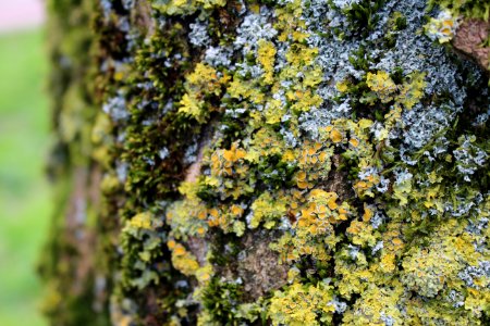 Amersfoort, Netherland, Moss photo