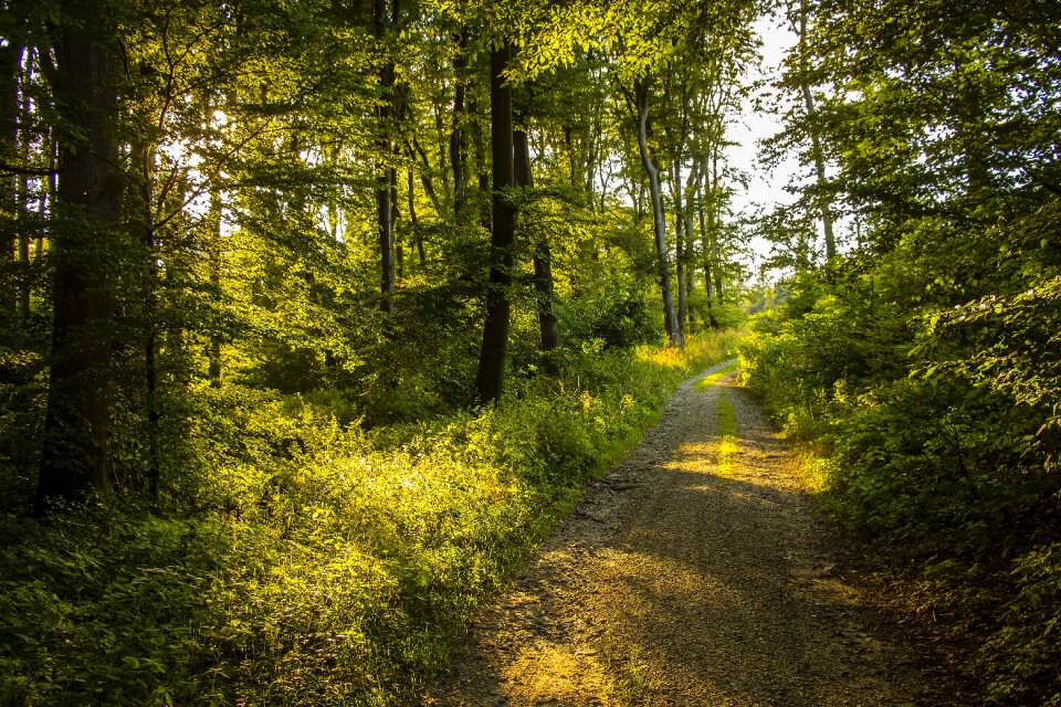 Trees forest road green