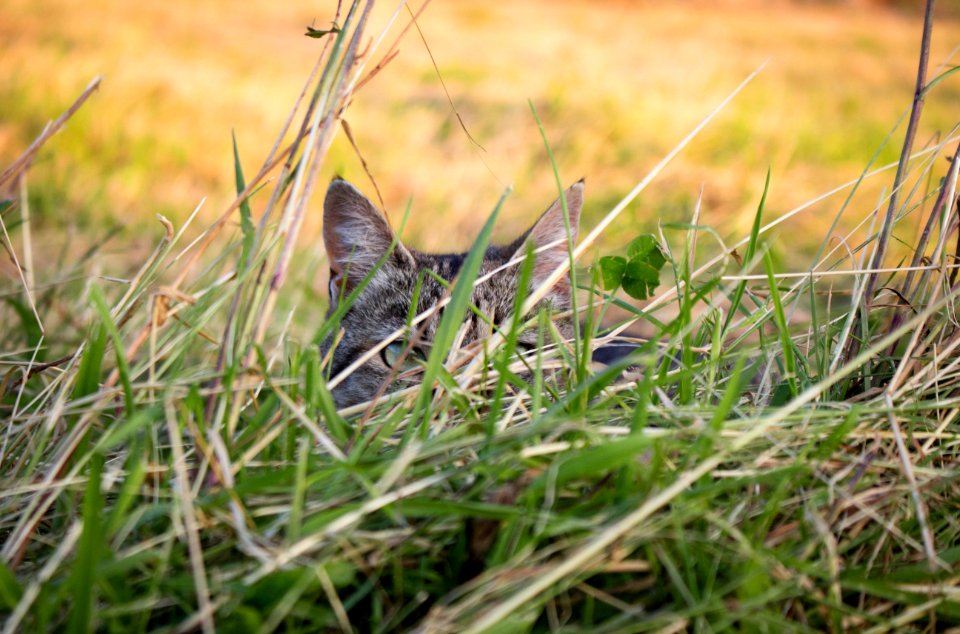 Nature, Cat