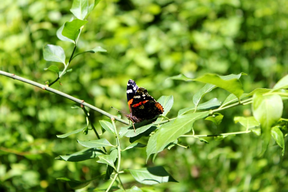 Saint maurice de beynost, France, Nature