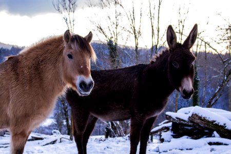 Winter, Donkey, Horse