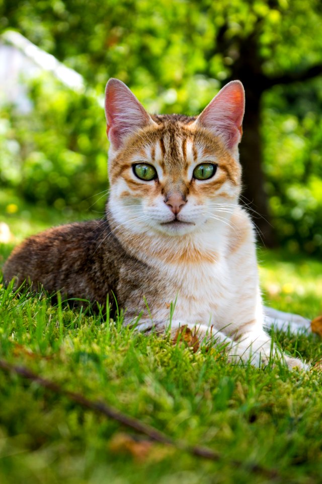 Ginger, Nature, Cat photo