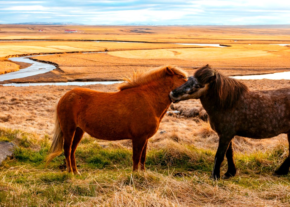 Icel, Westfjords region, Gold