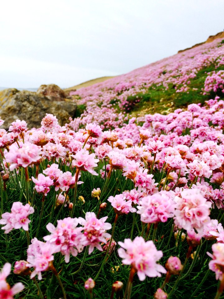 Flowers, Pink, Field