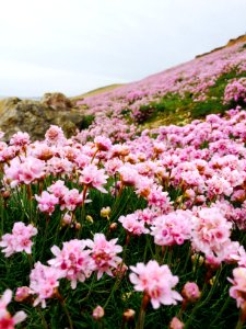 Flowers, Pink, Field