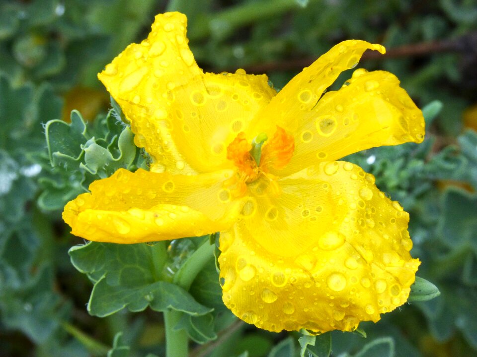 Glaucio horned poppy crazy poppy