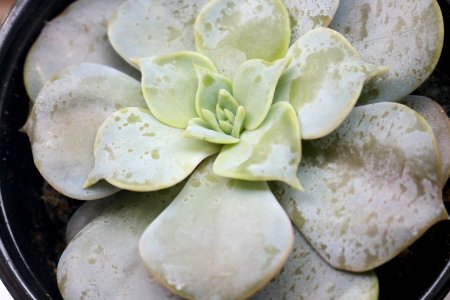 Succulent