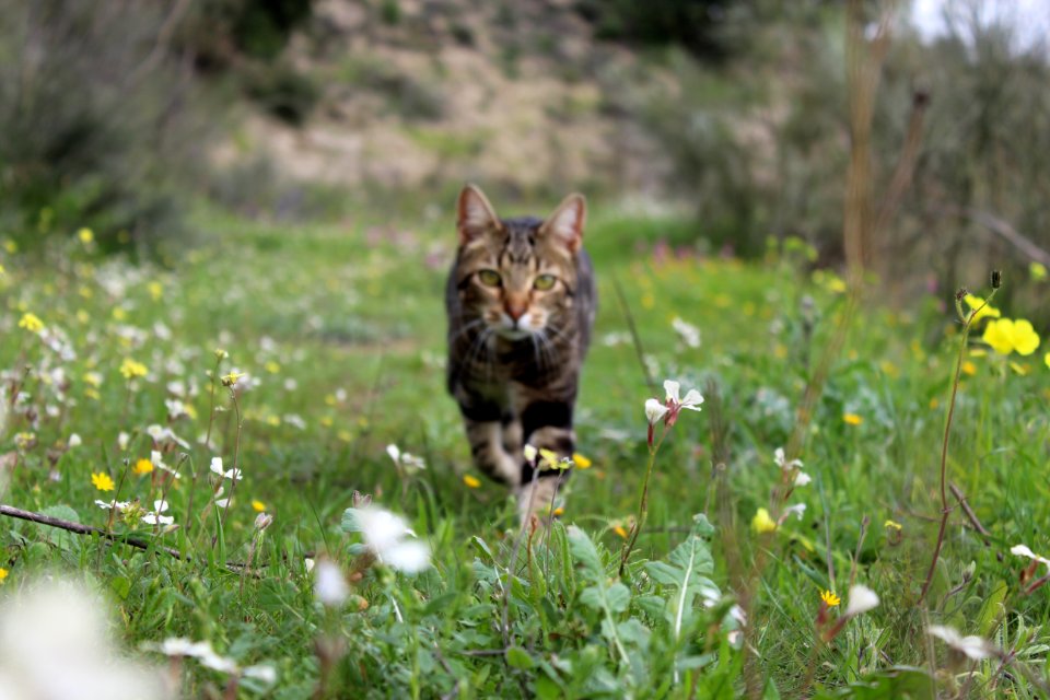 Nature, Flowers, Flower