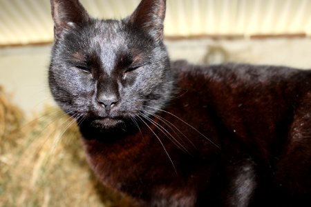 Girl, Black, Cat photo