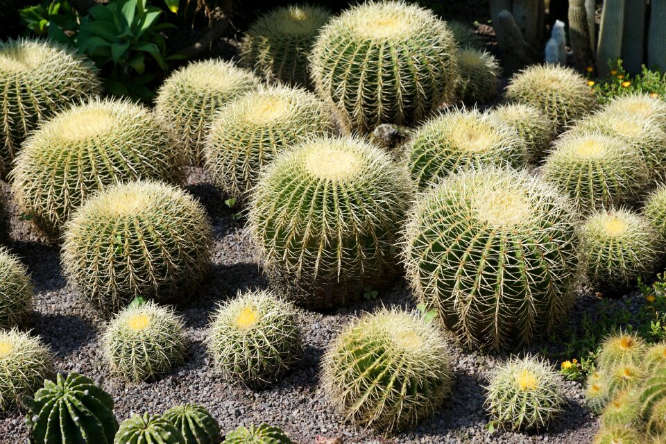 Plant botanical garden überlingen