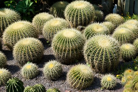 Plant botanical garden überlingen