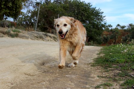 M laga, Spain, Old dog