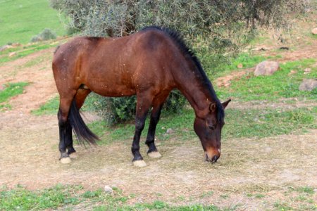 M laga, Spain, Alusian horse photo