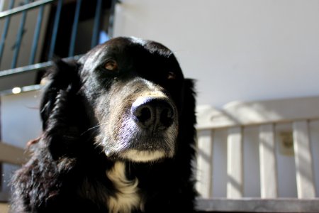Dog