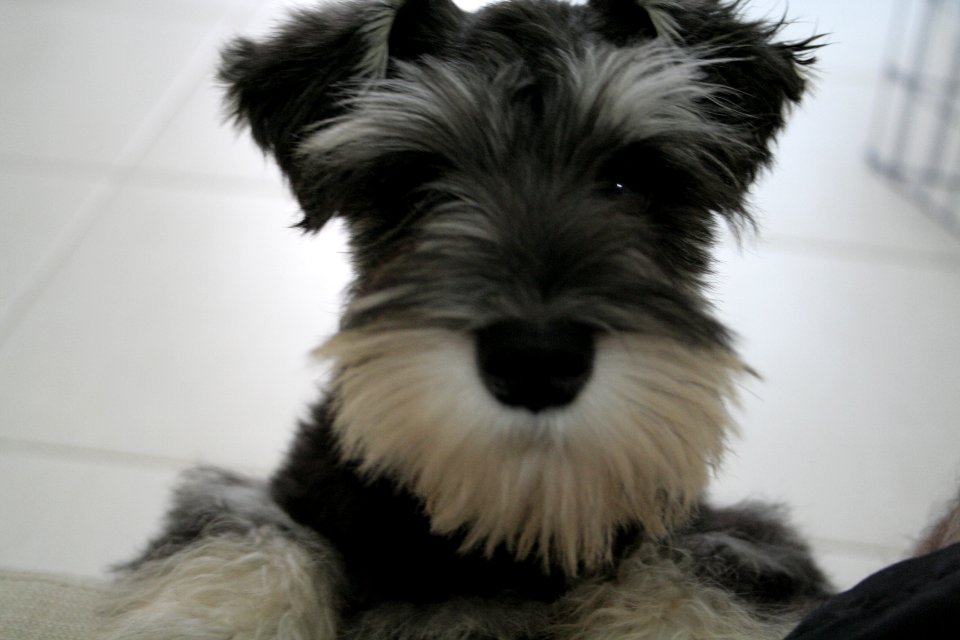 Braslia, Brazil, Pet