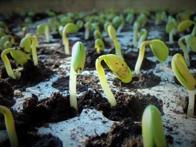 Nature germination soybean seedlings