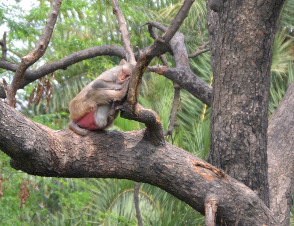 Jim corbett national park, Ramnagar, India