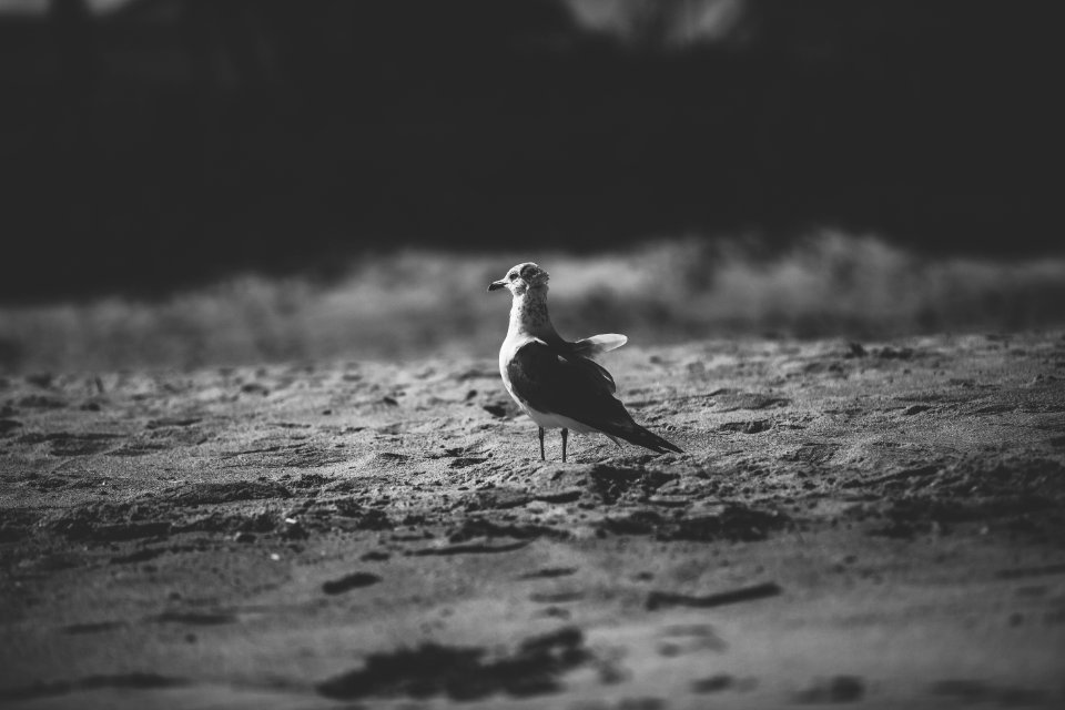 Beach, Bird, Seagull