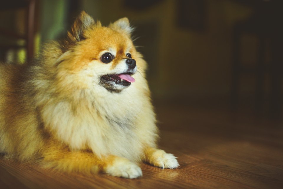 Bonita springs, United states, Puppy