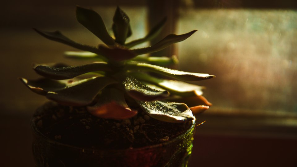 Bonita springs, United states, Plant