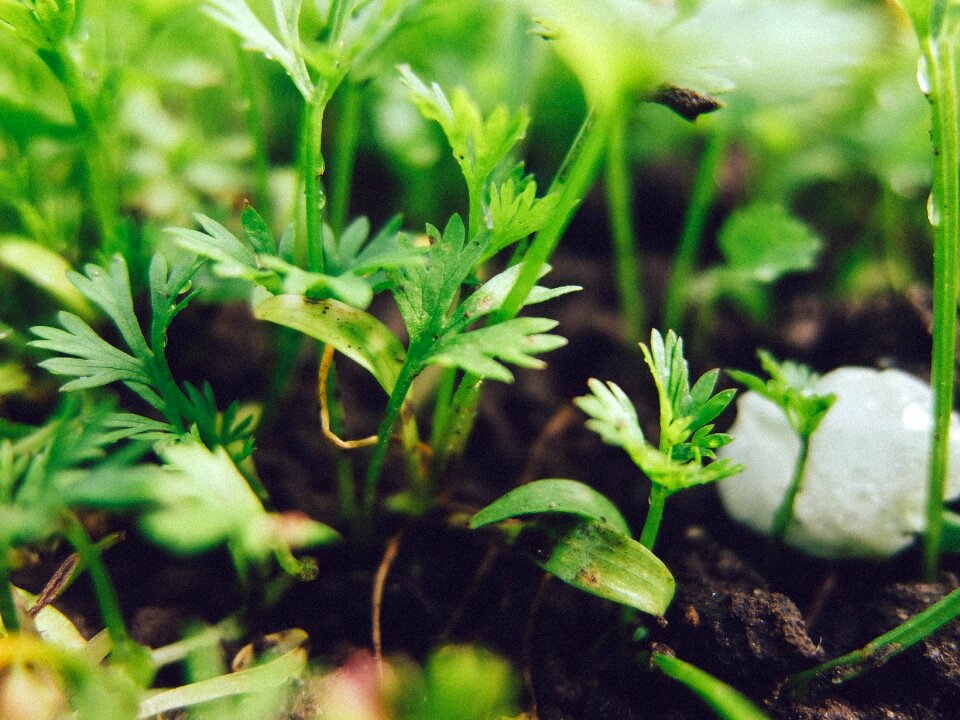 Grass greens vegetable garden