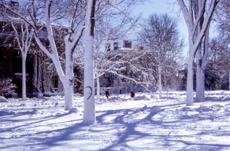 Trees, People, Snow