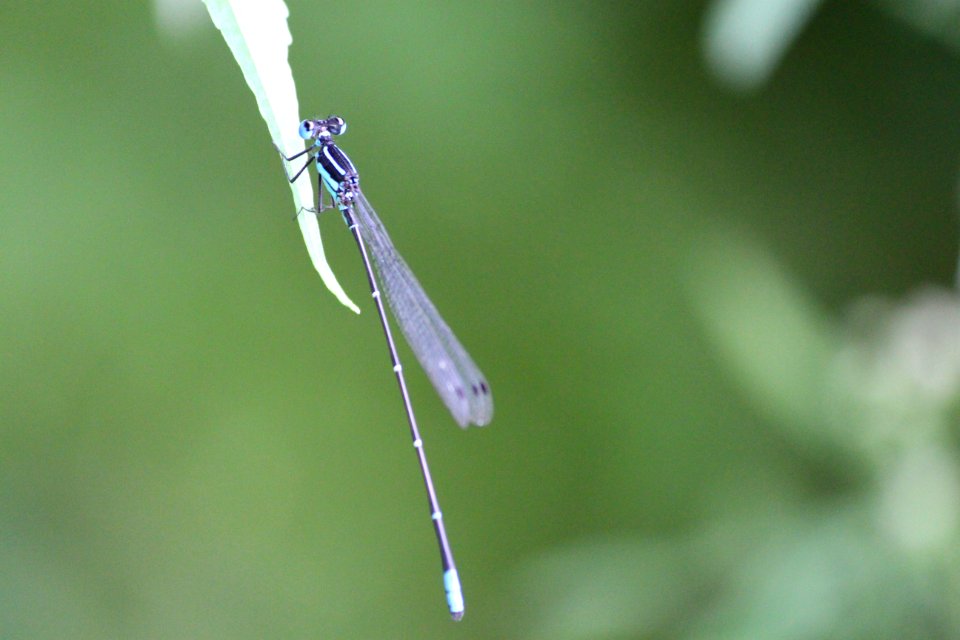 Amarkantak, India, Blue