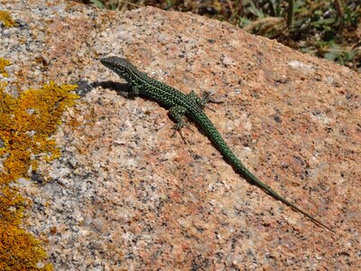 Reptiles animal corsican