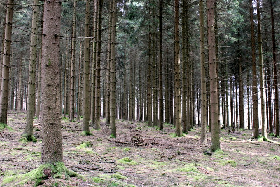 Stavelot, Belgium, Li ge