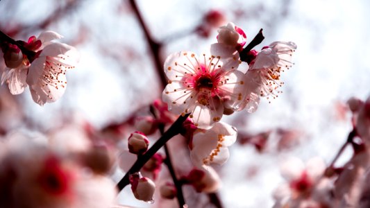 Winter, Plum blossom