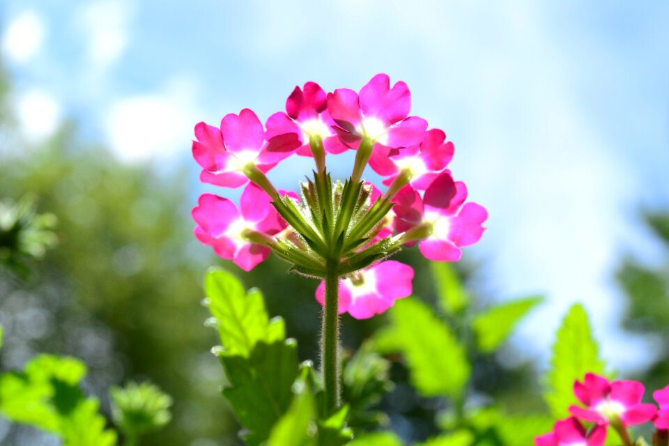 Nature flora pink