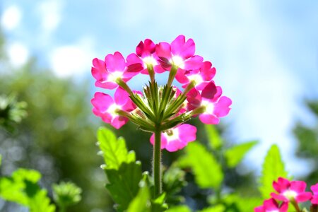 Nature flora pink photo