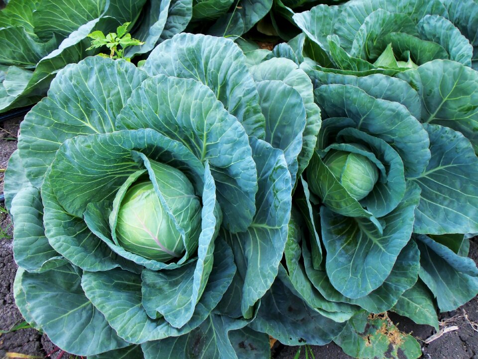 Leaves green agriculture