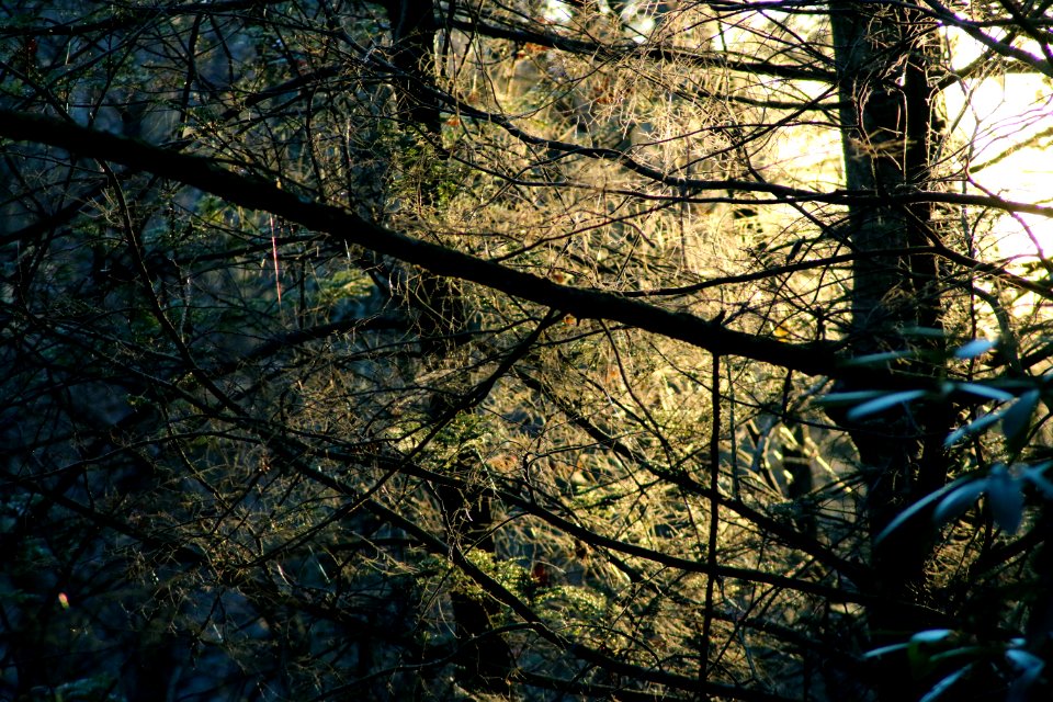Sunlight, Forest, Woods