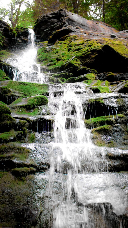 Pennsylvania, United states, Forest