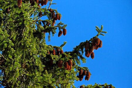 Evergreen pine needles pine cones photo