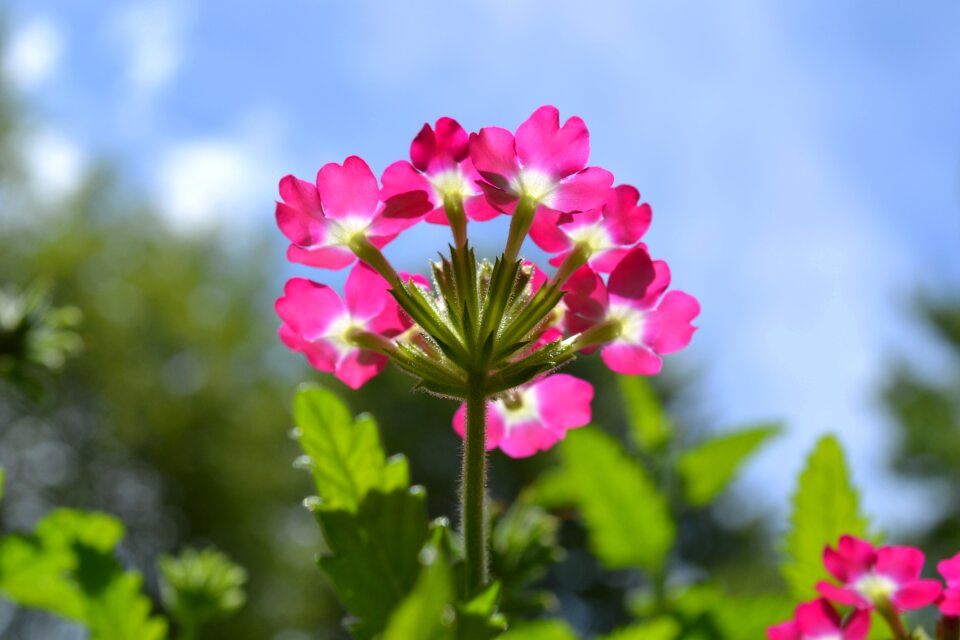 Flora pink colorful
