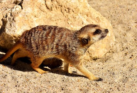 Animal nature mammal